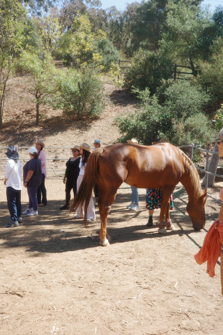 The circle meeting a horse together at the ranch