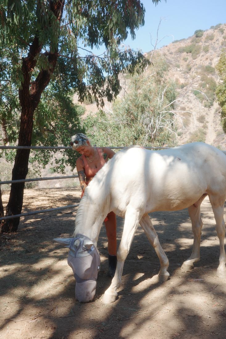 A white horse resting beneath the trees