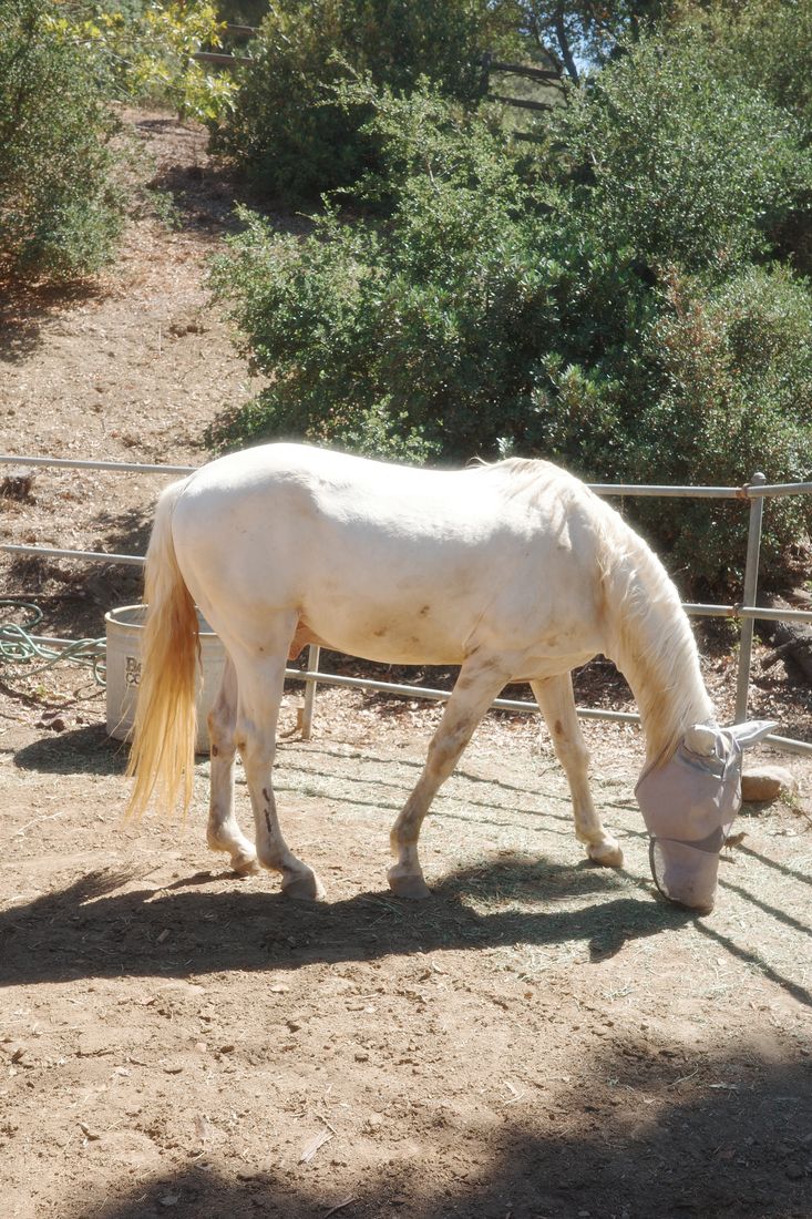 A white horse grazing in the pasture