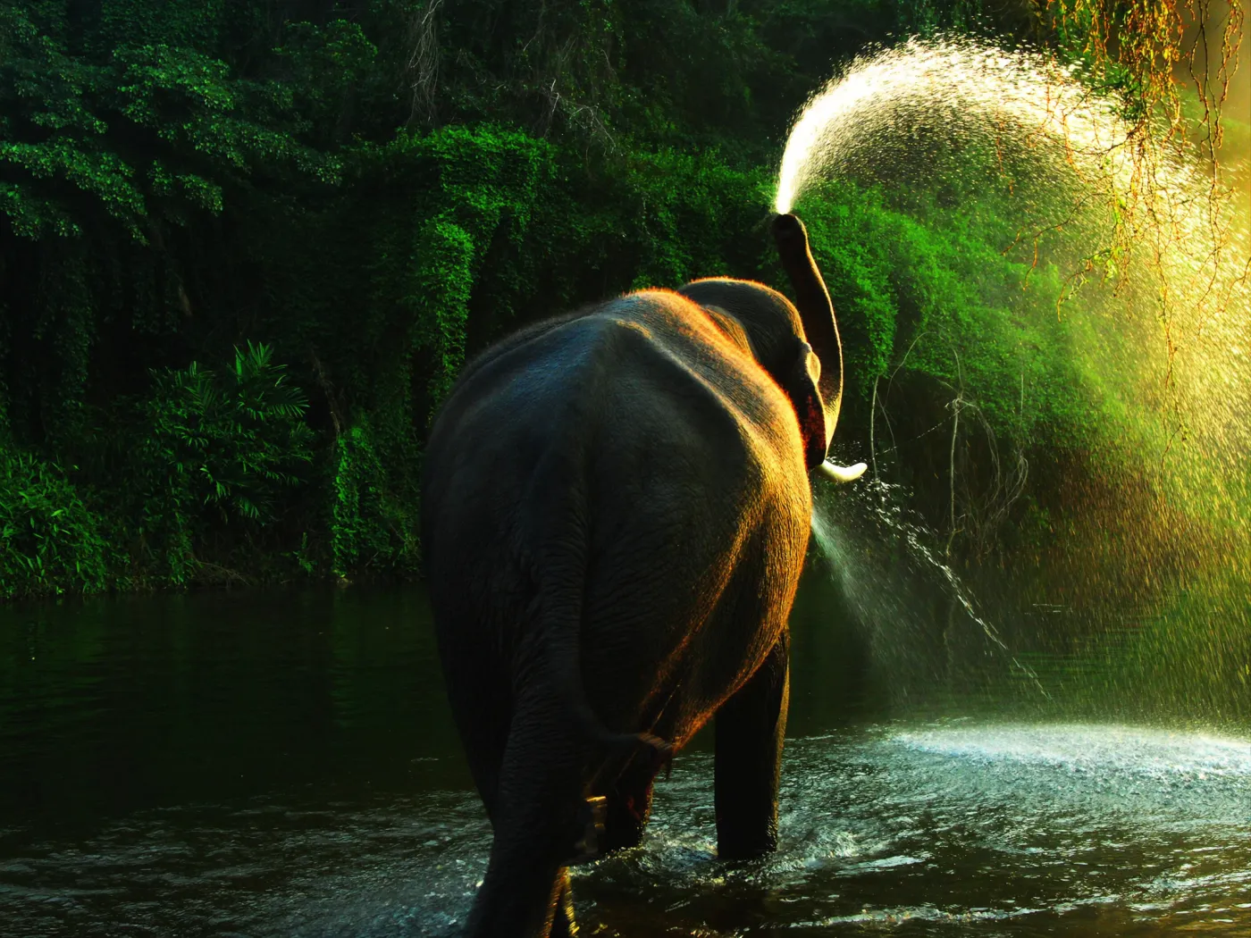An elephant spraying river water in golden light