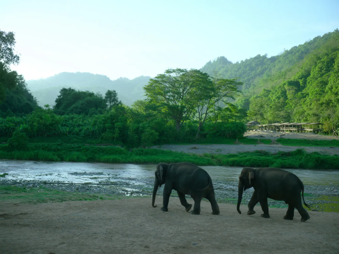 Two rescued elephants walking beside the river at Elephant Nature Park